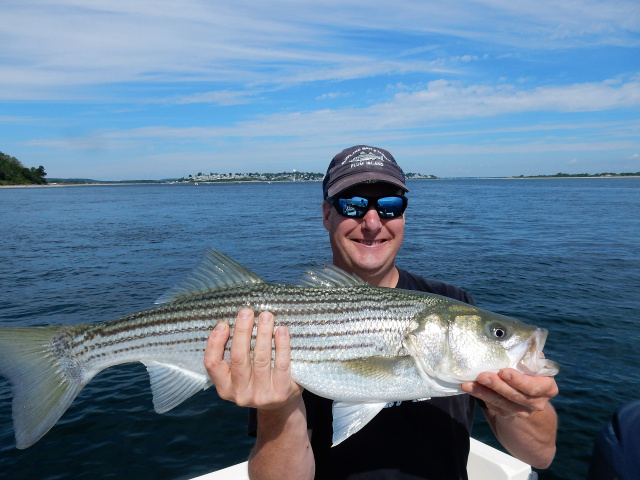 Parker River striper caught by Peter Serrentino